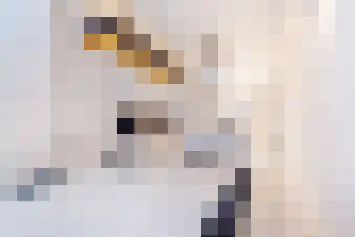 Pallas 21 Hoogezand thumbnail 20
