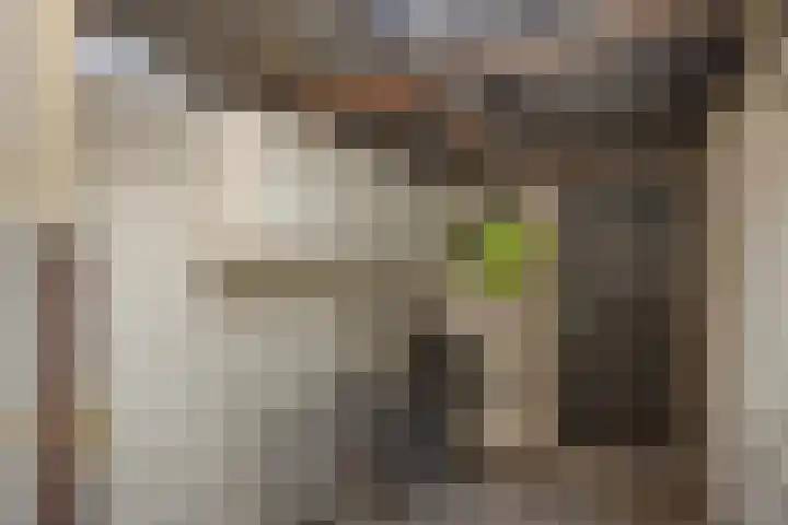 Palmboomstraat 17 's-Hertogenbosch thumbnail 20