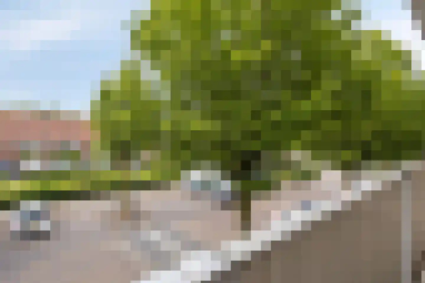 Palmboomstraat 36 's-Hertogenbosch thumbnail 18