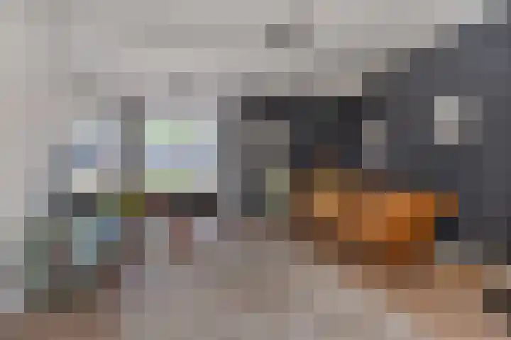 Palmboomstraat 53 's-Hertogenbosch thumbnail 4