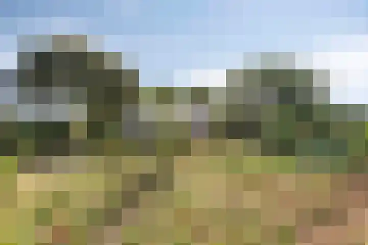 Palmbosstraat 12 Klein Zundert thumbnail 6