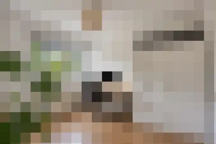 Palmestein 49 Nieuw-Vennep thumbnail 31