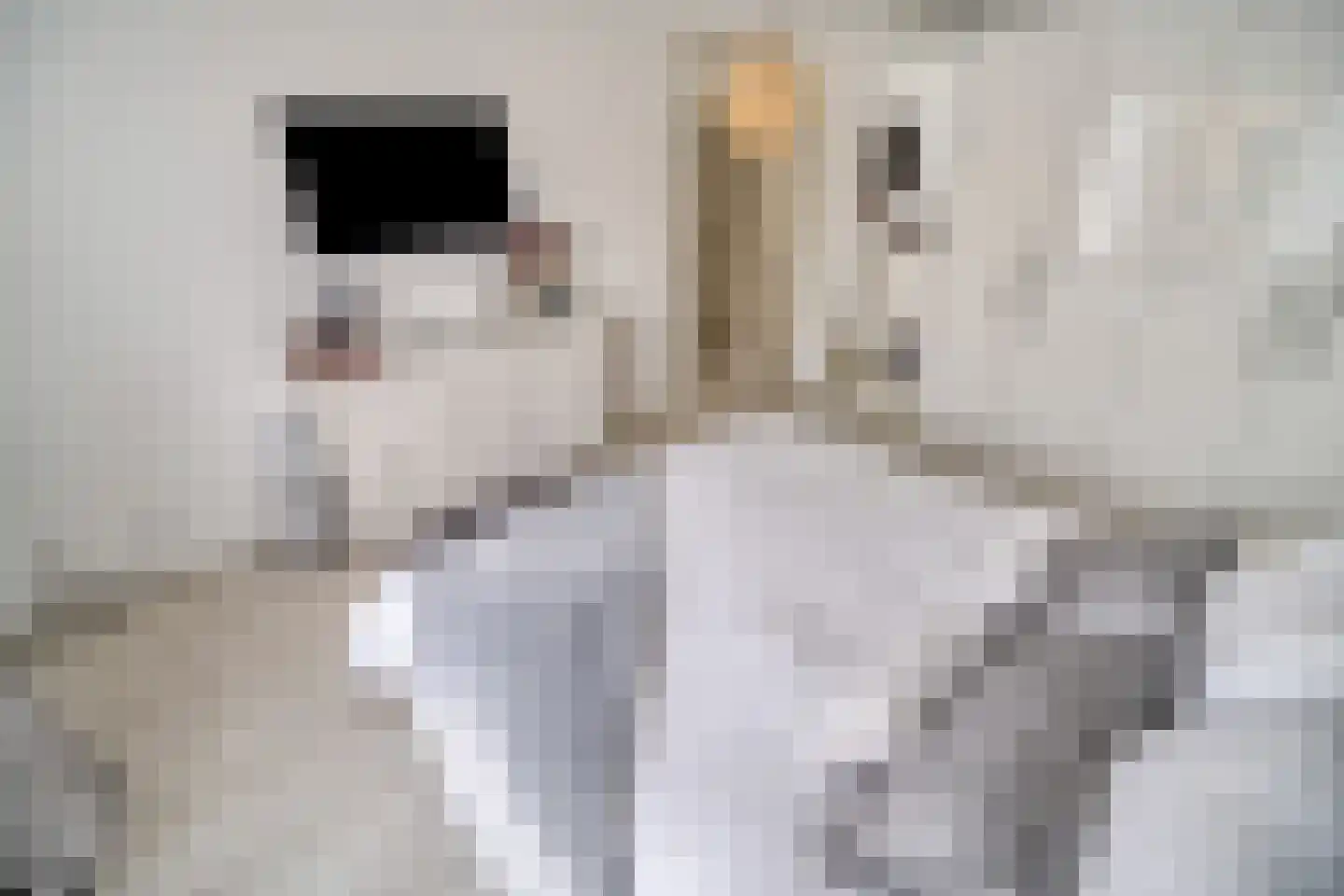 Palmhout 8 Zoetermeer thumbnail 34