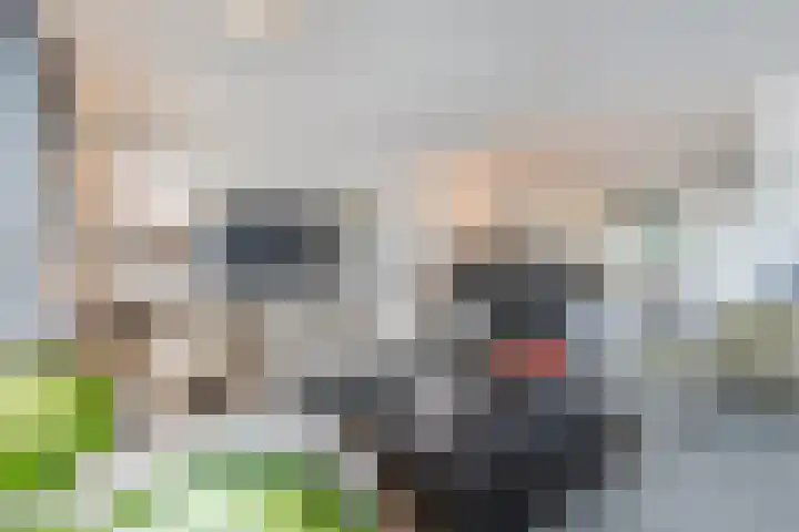 Palmkool 4 Dorst thumbnail 12