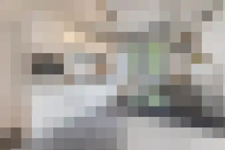 Palmkool 4 Dorst thumbnail 17