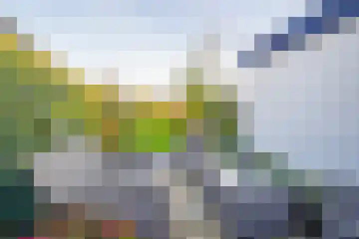 Pals 15 Westervoort thumbnail 24