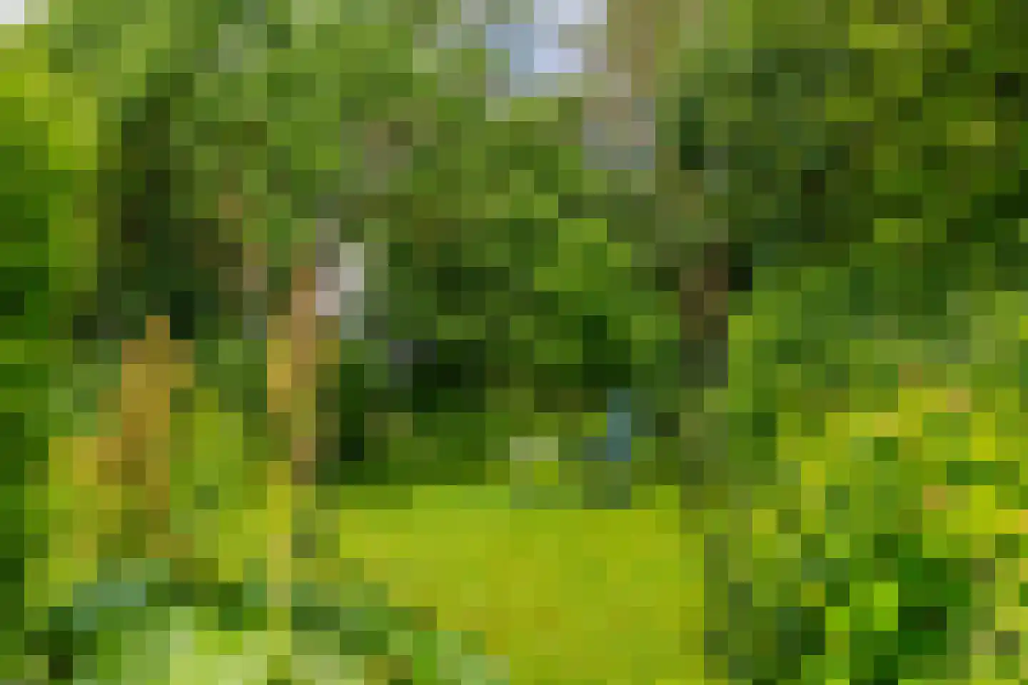 Pals 6 Westervoort thumbnail 32