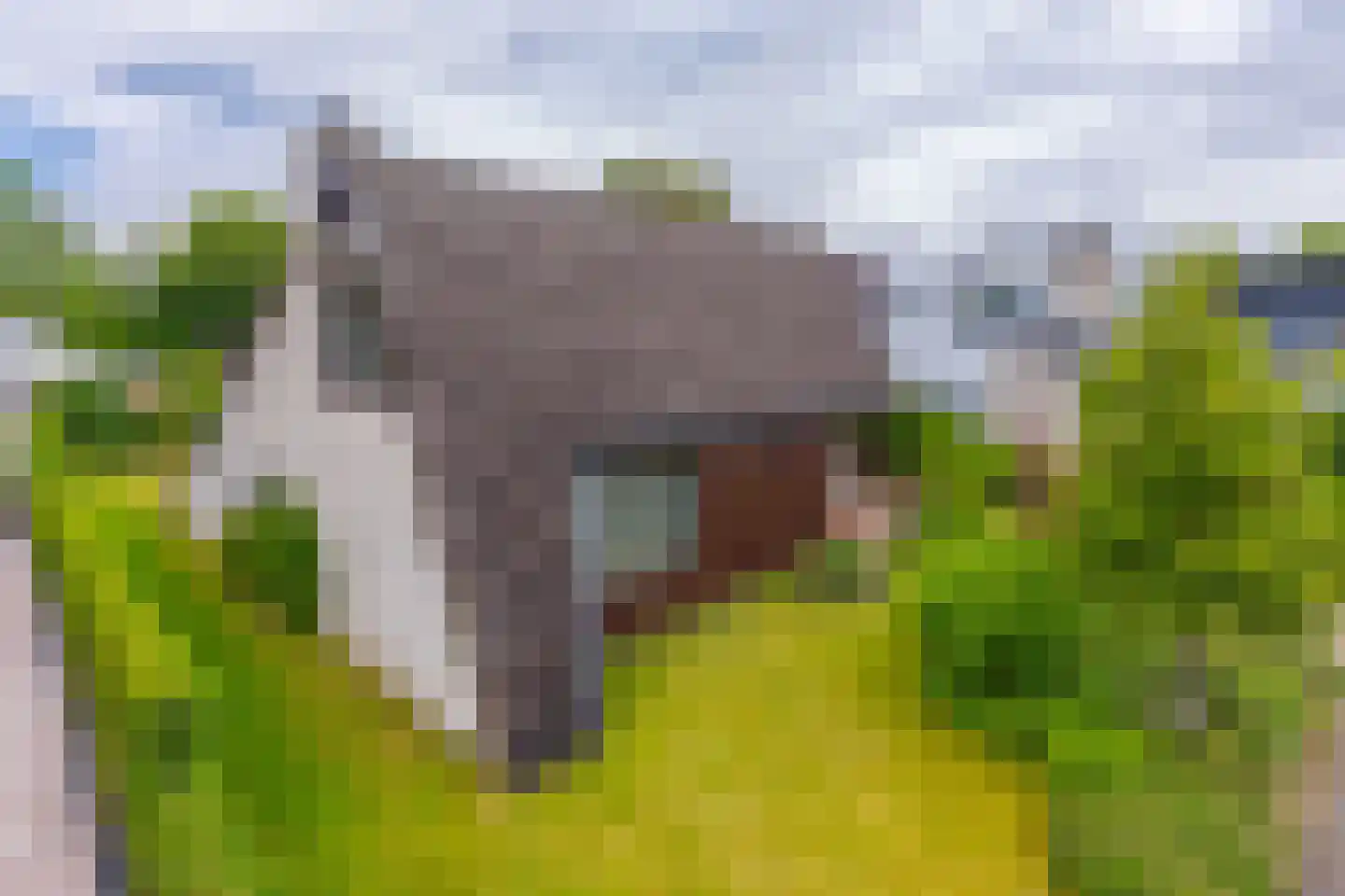 Pals 6 Westervoort thumbnail 7