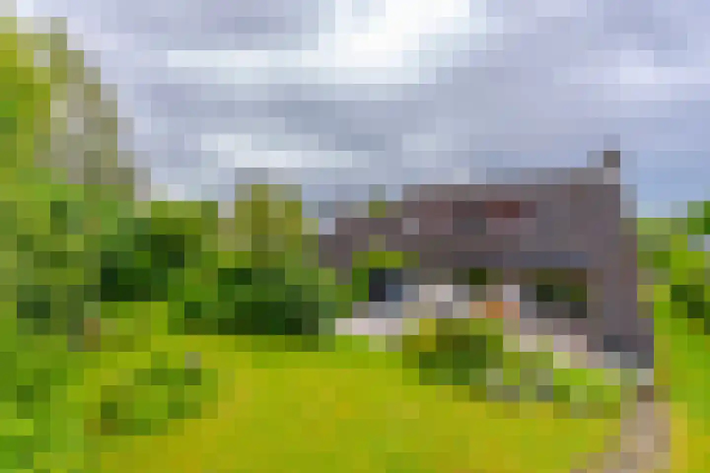 Pals 6 Westervoort thumbnail 9