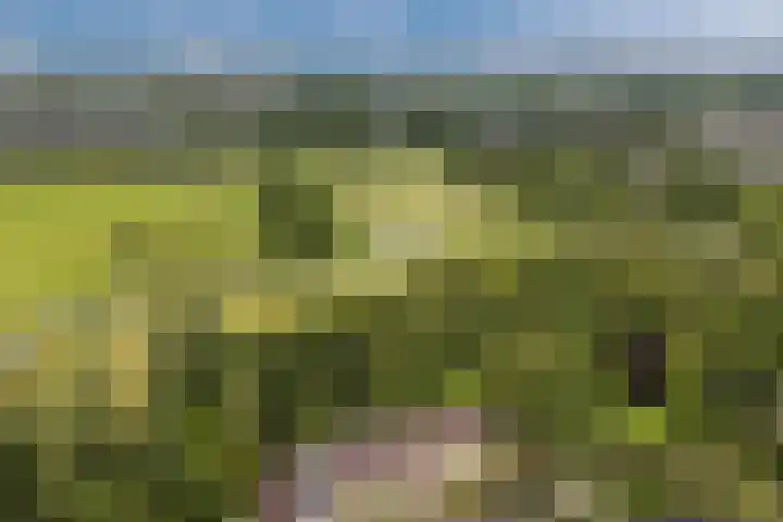 Paltrokmolen 35 Alkmaar thumbnail 35