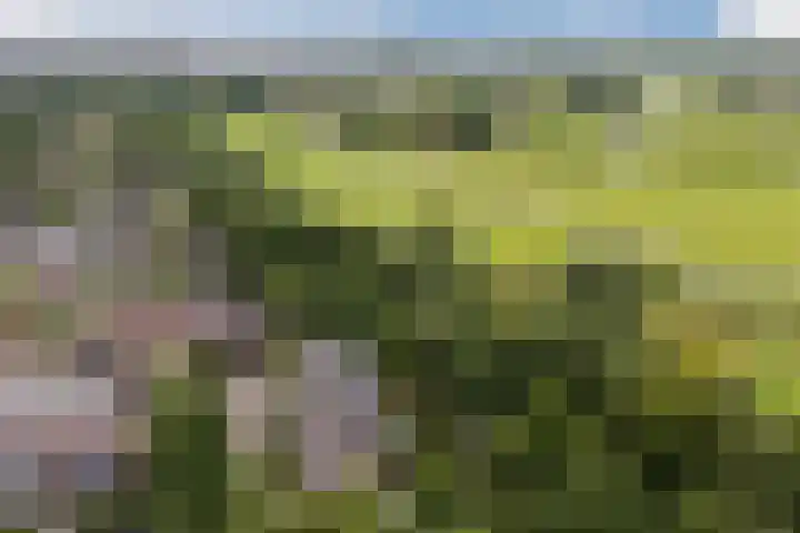 Paltrokmolen 35 Alkmaar thumbnail 36