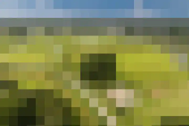 Paltrokmolen 35 Alkmaar thumbnail 38