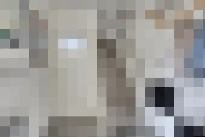 Paltrokmolen 36 Edam thumbnail 7