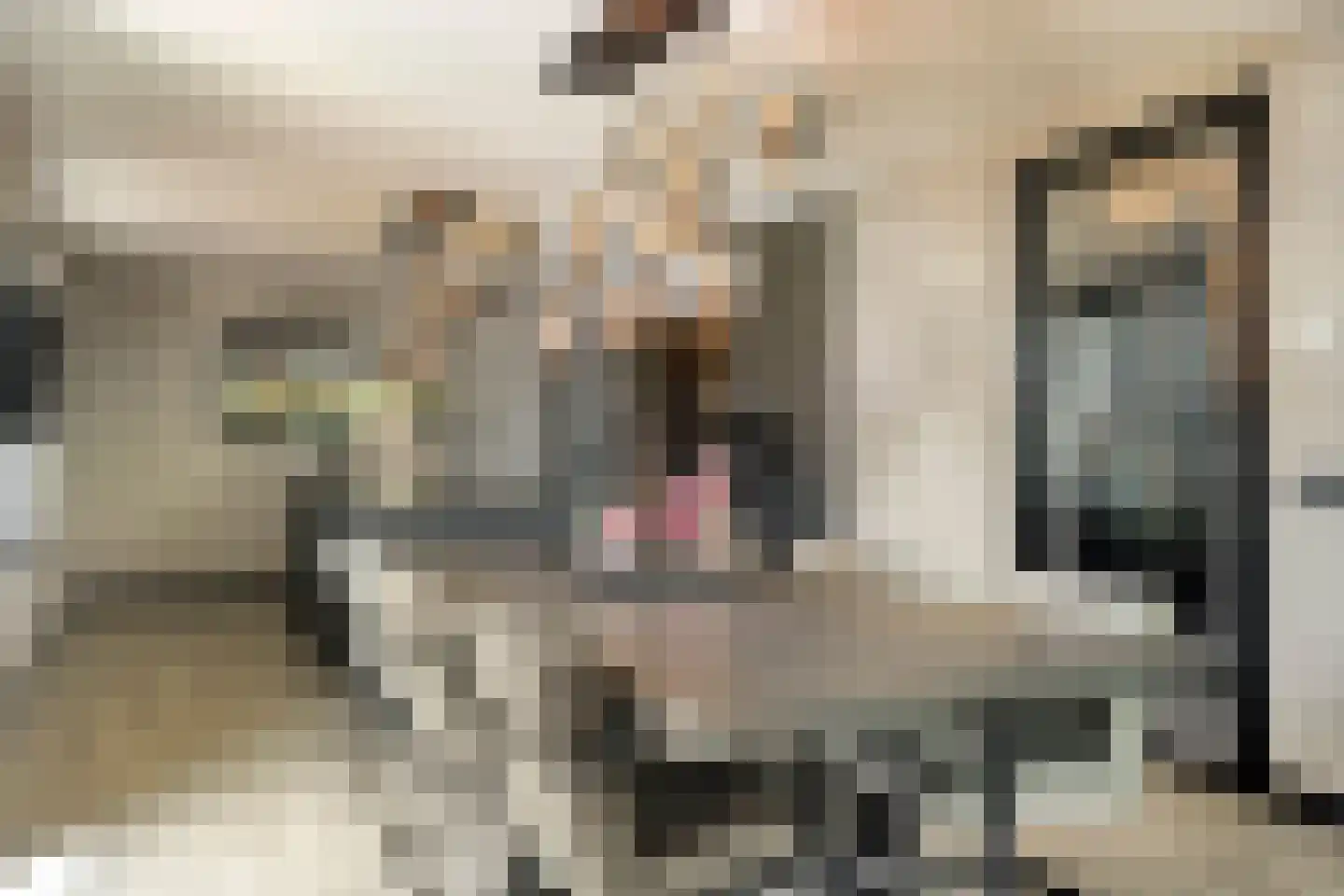 Paltrokmolen 4 Numansdorp thumbnail 18
