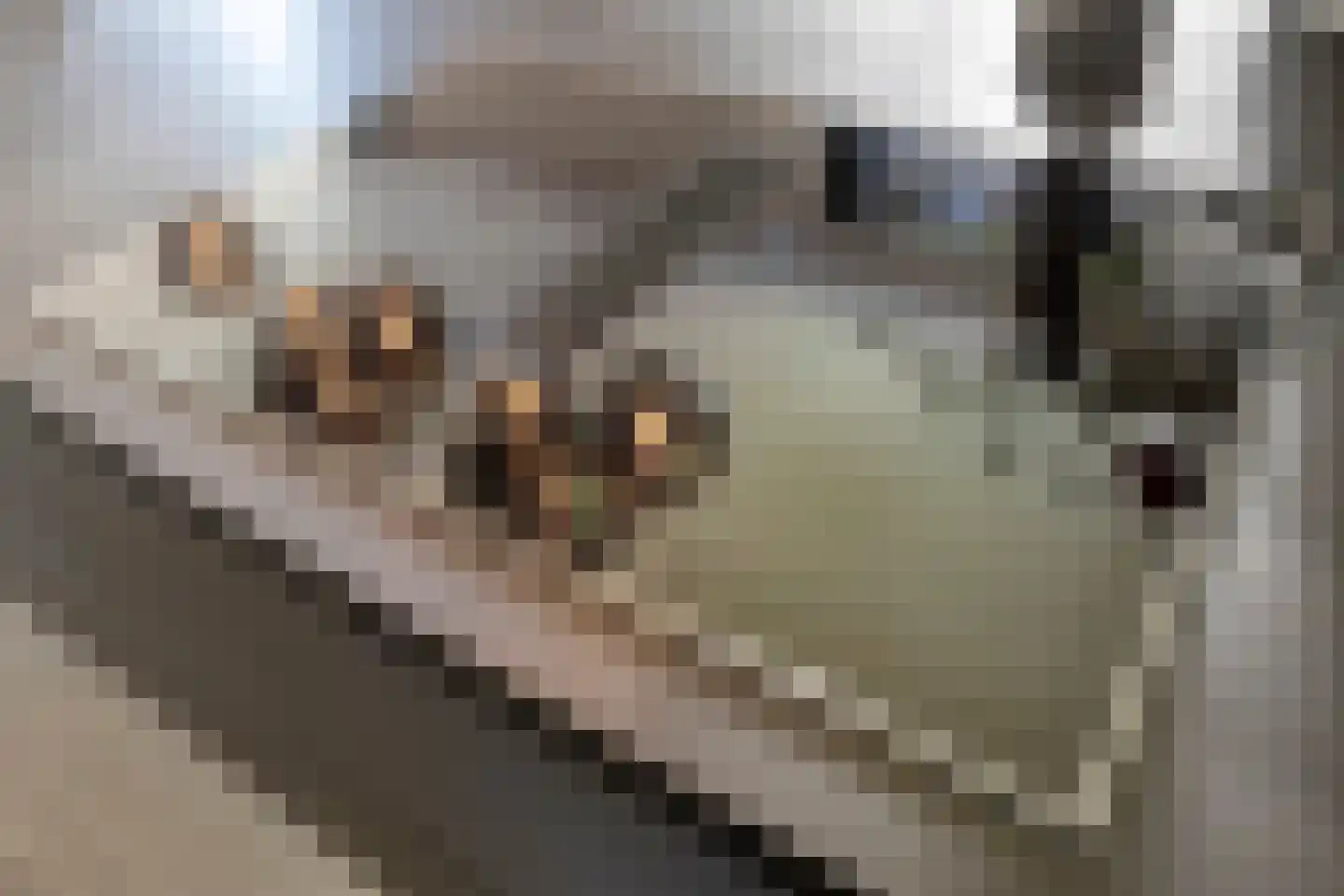 Paltrokmolen 4 Numansdorp thumbnail 20