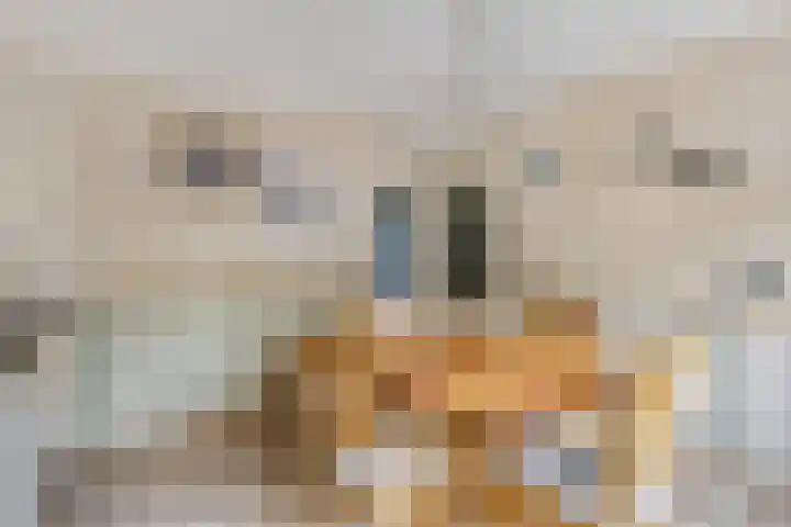 Paltrokstraat 12 Kootwijkerbroek thumbnail 19