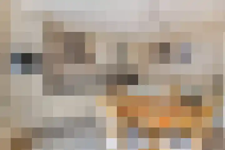 Paltrokstraat 12 Kootwijkerbroek thumbnail 20