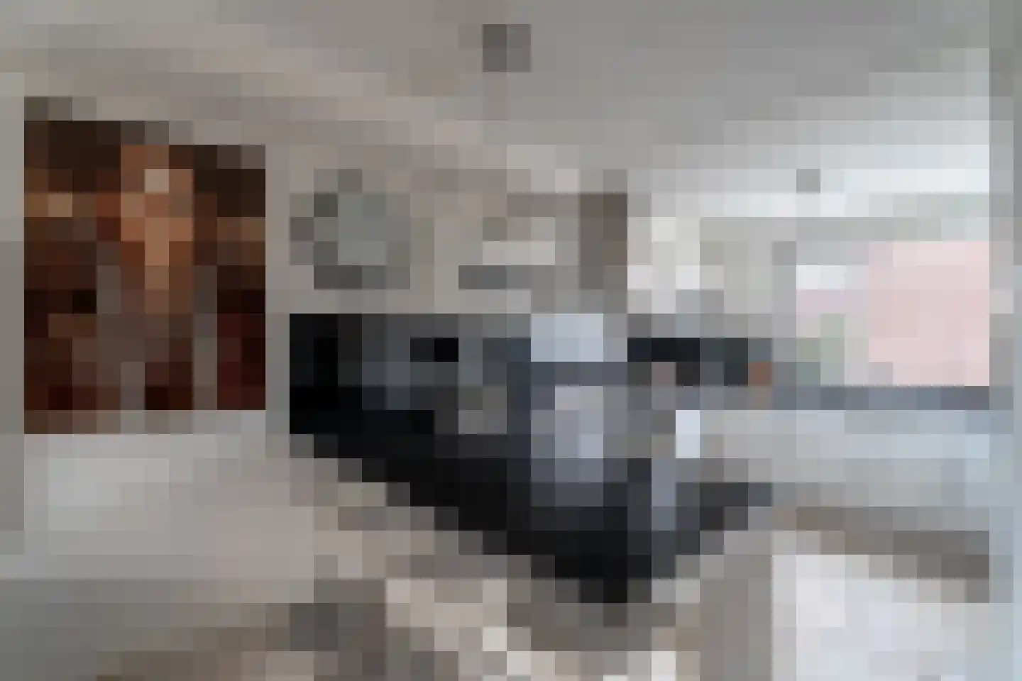 Pampasgras 2 Spijkenisse thumbnail 18