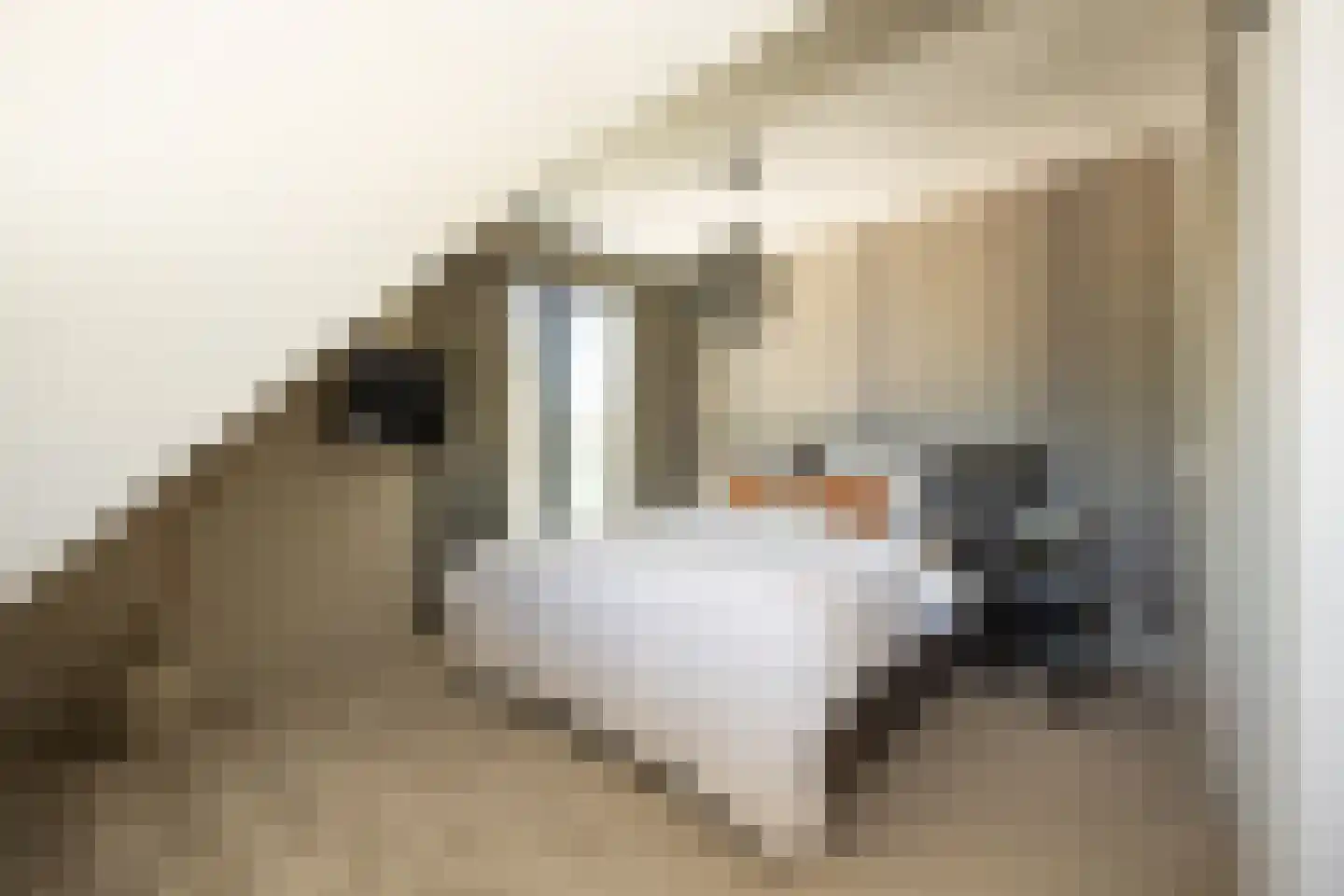 Pandelaar 14 Gemert thumbnail 19