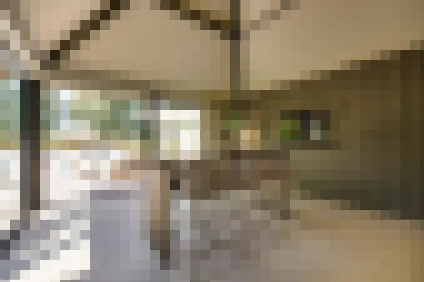 Pandelaar 14 Gemert thumbnail 26