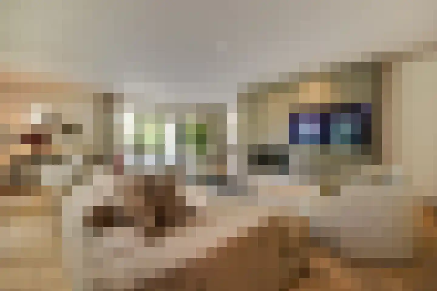 Pandelaar 14 Gemert thumbnail 4