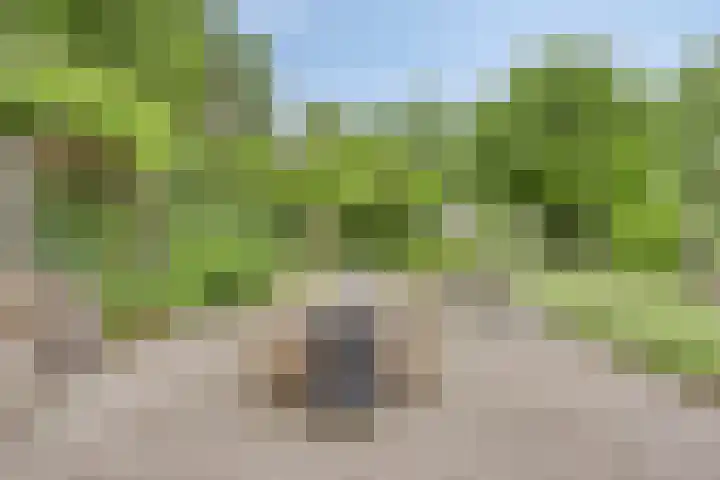 Pandelaar 50 Gemert thumbnail 68