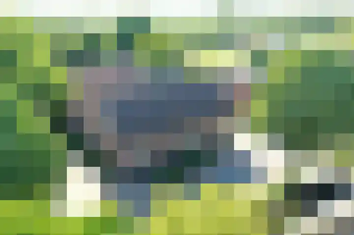Pandelaar 50 Gemert thumbnail 7