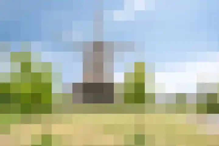 Pandelaar 50 Gemert thumbnail 82