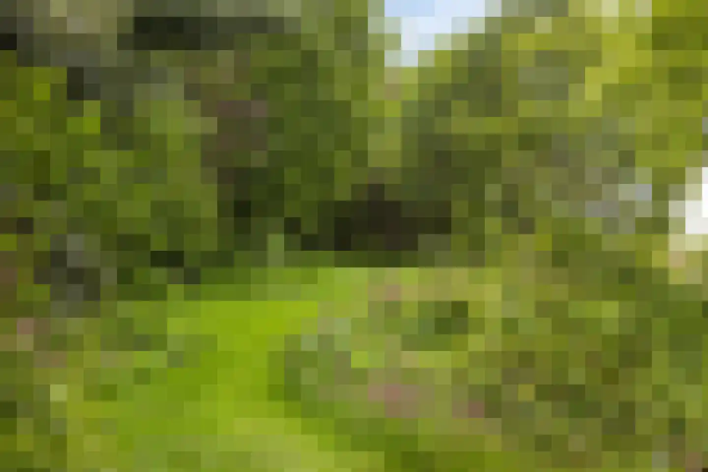 Pandelaar 79 Gemert thumbnail 47