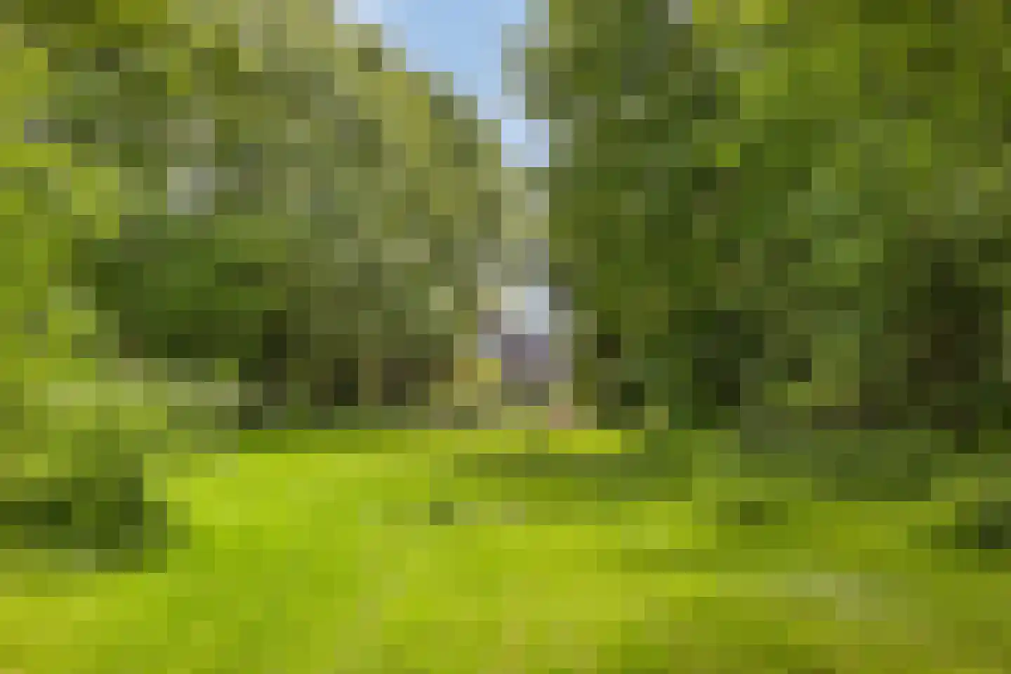 Pandelaar 79 Gemert thumbnail 50