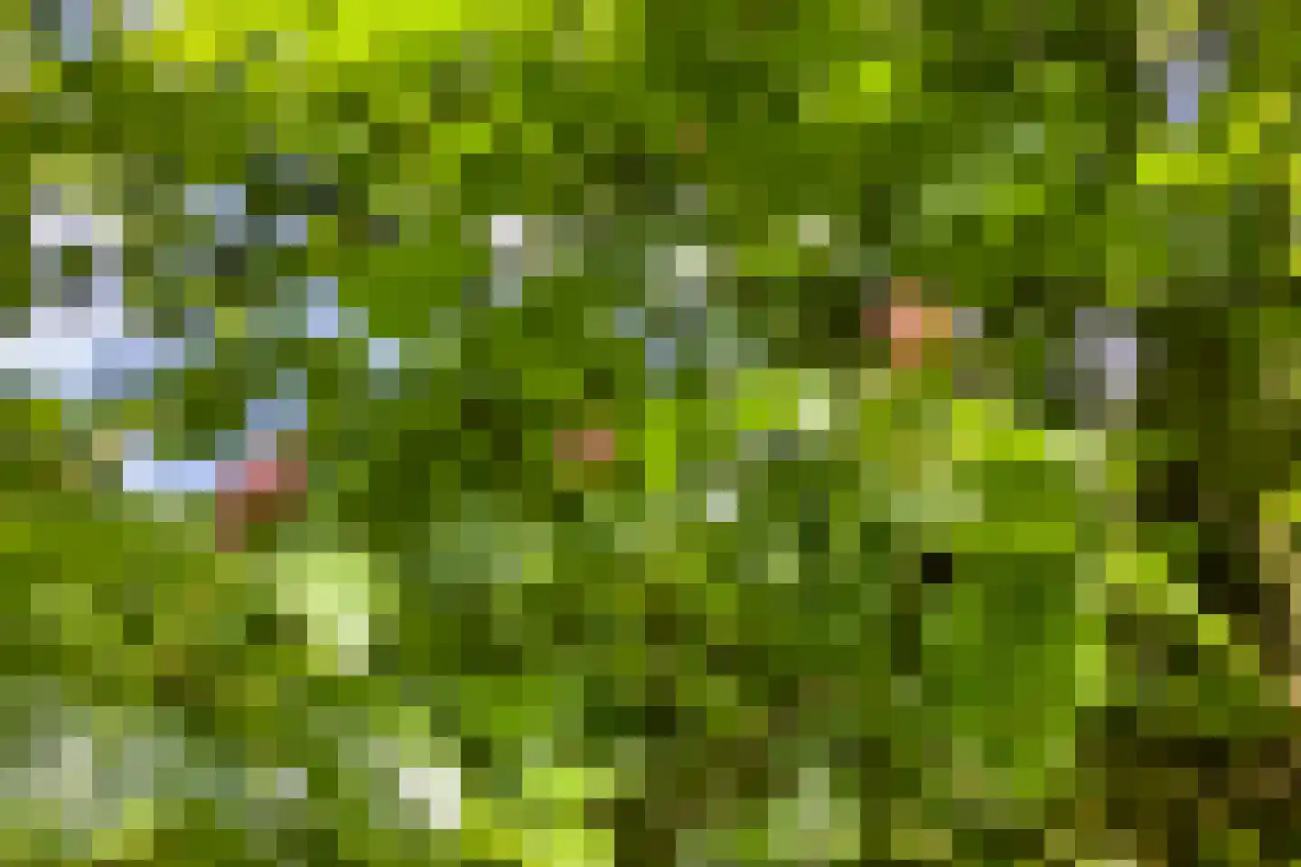 Pandelaar 79 Gemert thumbnail 51