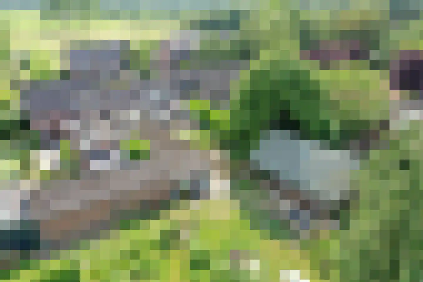 Pandelaar 79 Gemert thumbnail 56