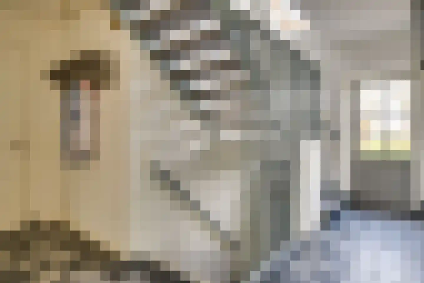 Pandelaar 87 Gemert thumbnail 25