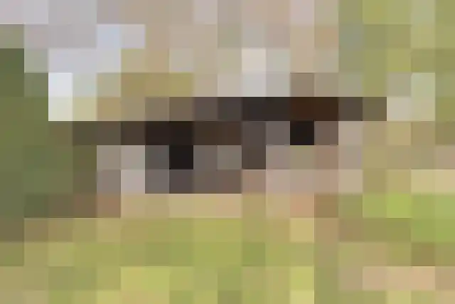 Pandelaar 91 Gemert thumbnail 65