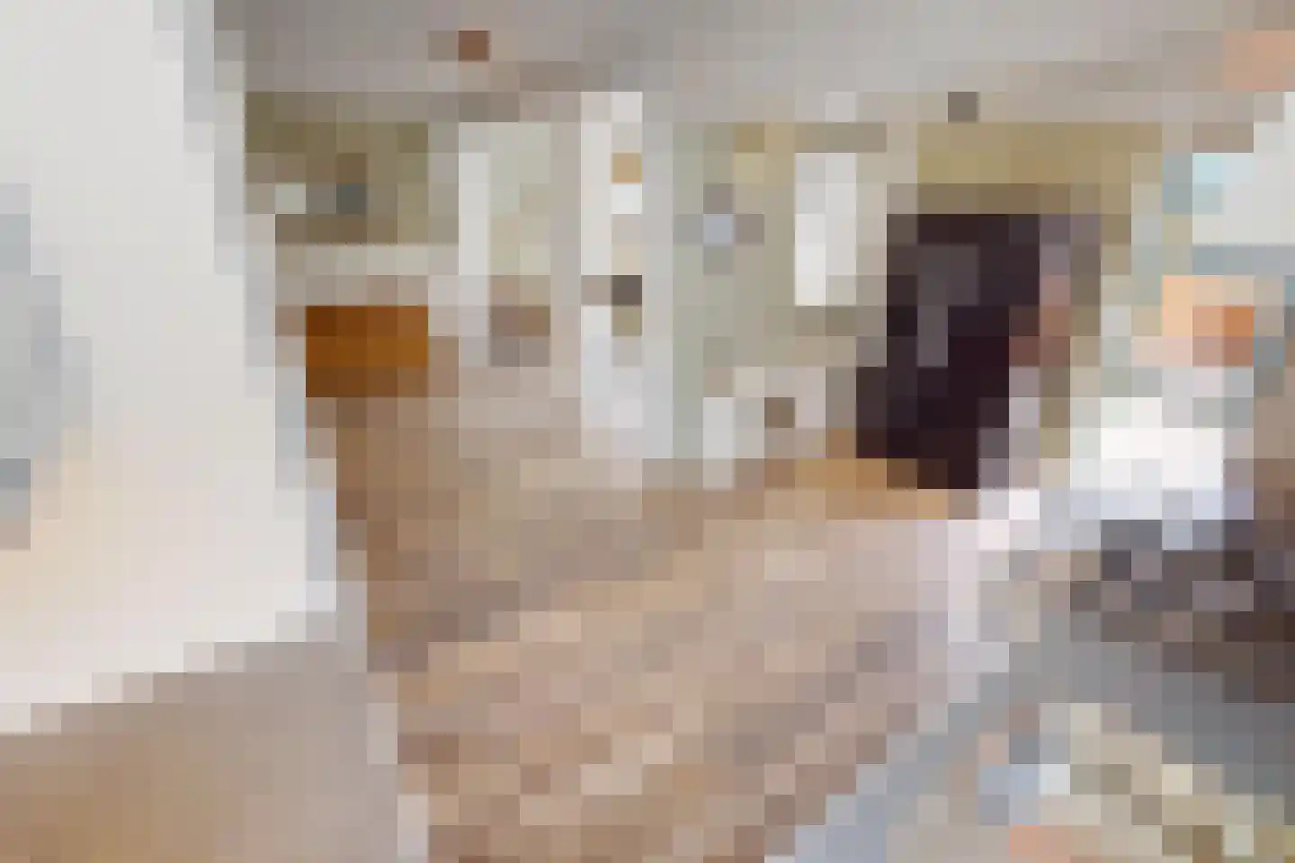 Pandhof 51 Grootebroek thumbnail 22