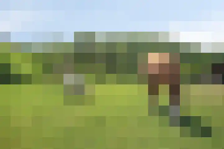 Pandijk 18 Sterksel thumbnail 10