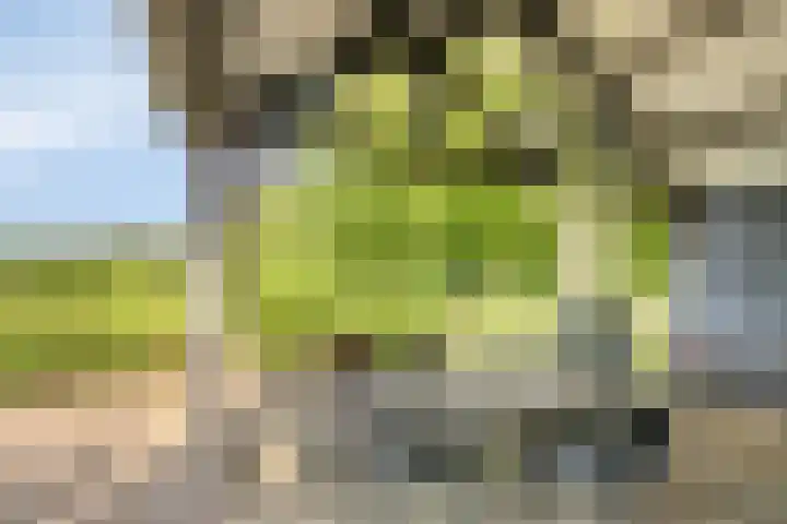 Pandijk 18 Sterksel thumbnail 43