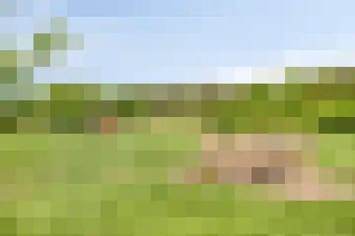 Pandijk 18 Sterksel thumbnail 8