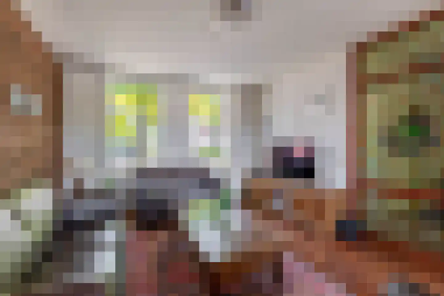 Panhuisstraat 40 Venlo thumbnail 10