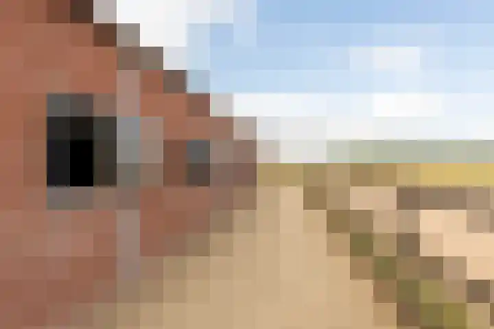 Pannenhoefsebaan 42 Rijsbergen thumbnail 52