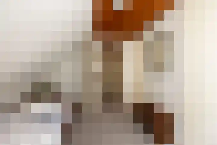 Pannenhoefsebaan 7 Rijsbergen thumbnail 22