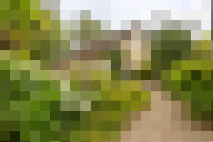 Pannenhoefsebaan 7 Rijsbergen thumbnail 38
