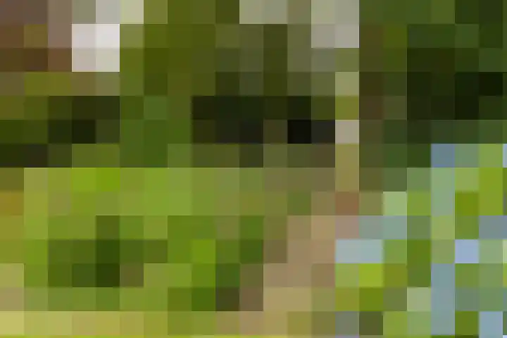Pannenhoefsebaan 7 Rijsbergen thumbnail 39