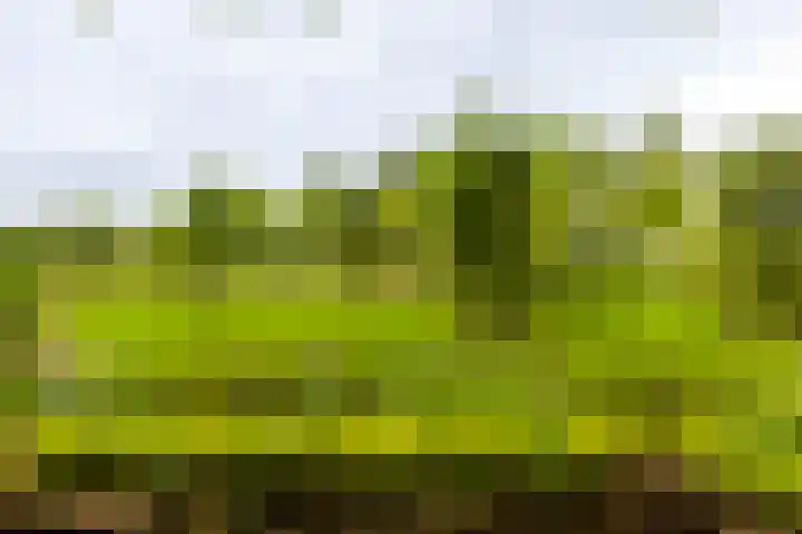 Pannenhoefsebaan 7 Rijsbergen thumbnail 40