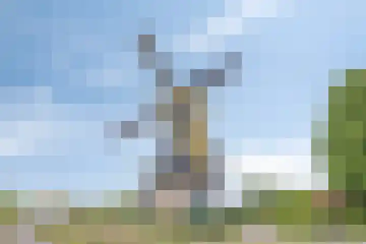 Pannenschuurlaan 177 Oisterwijk thumbnail 38