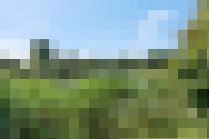Pannerdenseweg 97 Doornenburg thumbnail 51