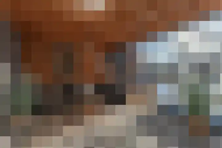 Pannewal 3 Enkhuizen thumbnail 24