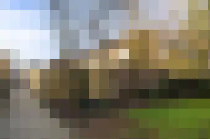Papaver 50 Werkendam thumbnail 31