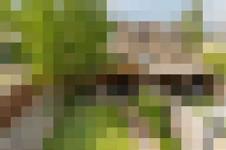 Papaver 7 Nieuwegein thumbnail 5