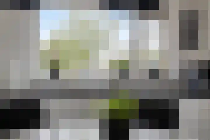 Papaverhof 2 Barneveld thumbnail 11